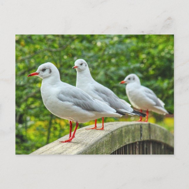 Cartão Postal Kittiwakes com Pernas Vermelhas (Frente)