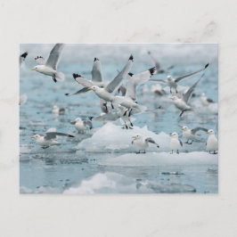 Cartão Postal Kittiwakes Voando