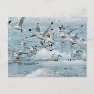 Cartão Postal Kittiwakes Voando