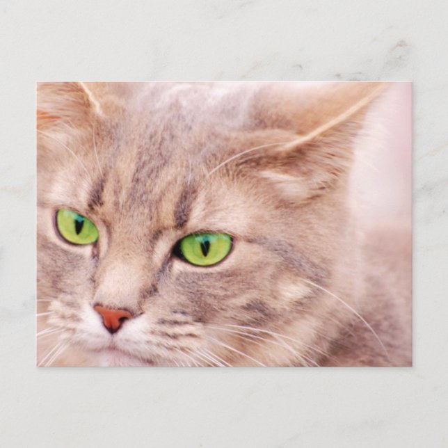 Cartão Postal Kitty Cat (Frente)