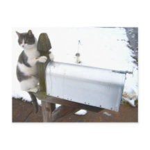 Kitty Cat Mailbox Cute Fun Postcard