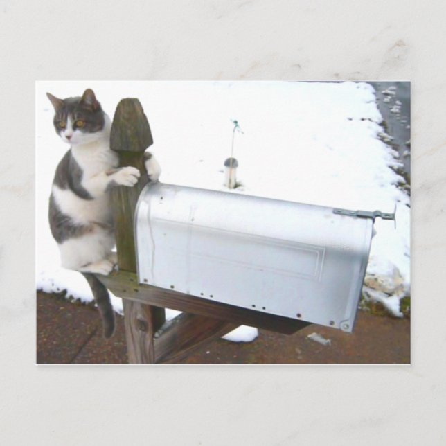 Cartão Postal Kitty Cat Mailbox Cute Fun Postcard (Frente)