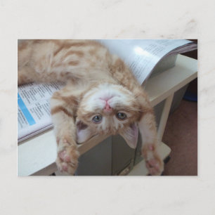 Cartão Postal Kitty Relaxing