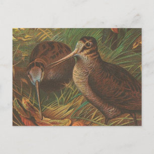 Cartão Postal Kiwi