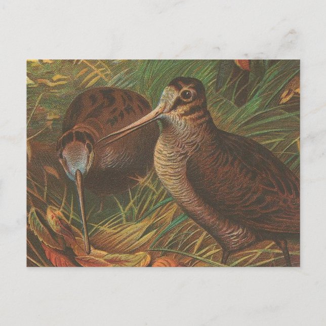 Cartão Postal Kiwi (Frente)