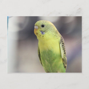 Cartão Postal Kiwi Burbell