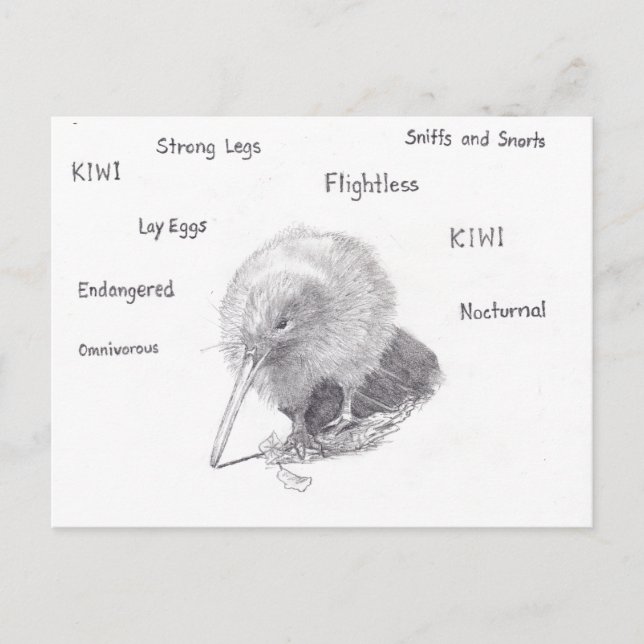 Cartão Postal Kiwi para caminhar (Frente)