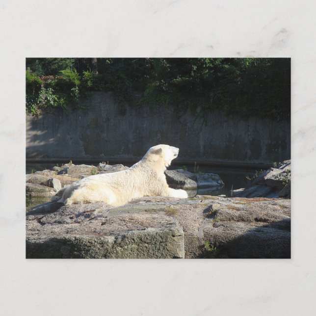 Cartão Postal Knut, o Urso Polar do Jardim Zoológico de Berlim,  (Frente)