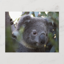 Cartão Postal Koala