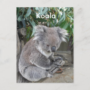 Cartão Postal Koala