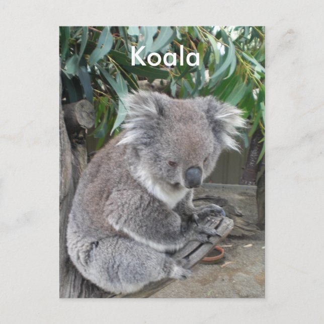 Cartão Postal Koala (Frente)