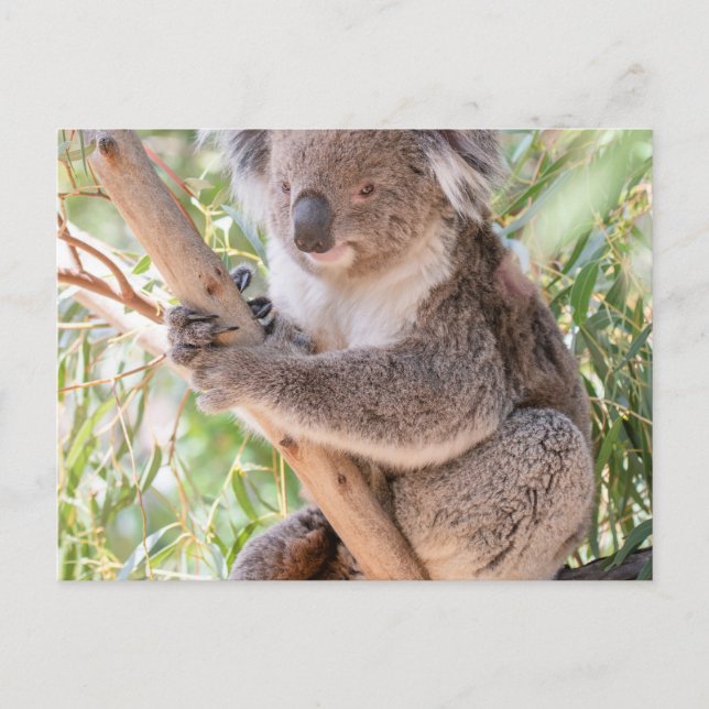 Cartão Postal Koala (Frente)