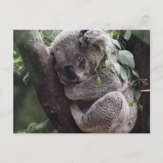 Cartão Postal Koala