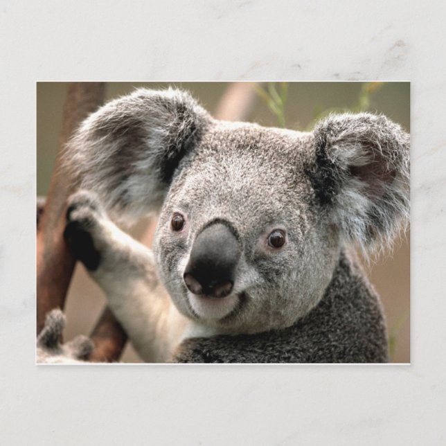 Cartão Postal Koala (Frente)