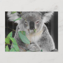 Cartão Postal Koala