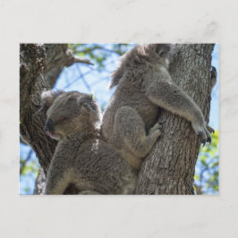 Cartão Postal Koala