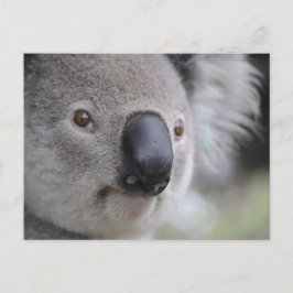Cartão Postal Koala