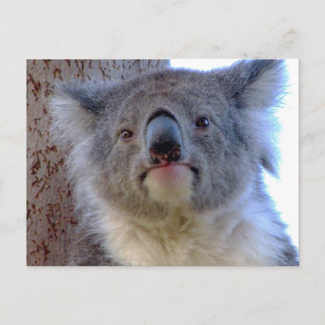 Cartão Postal Koala (Frente)