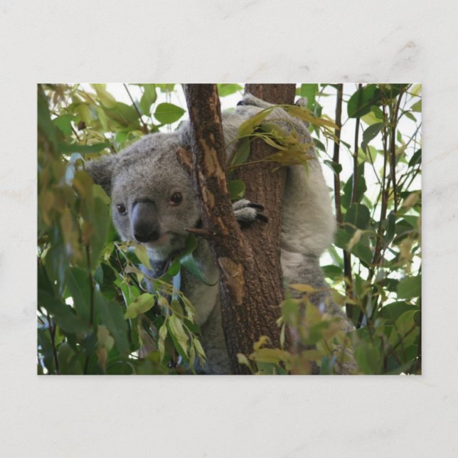 Cartão Postal Koala (Frente)