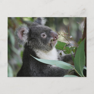 Cartão Postal Koala