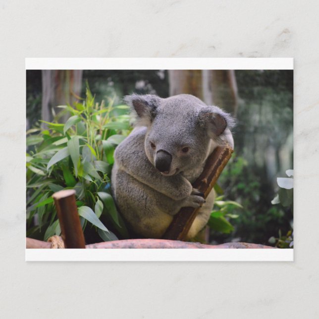 Cartão Postal Koala (Frente)
