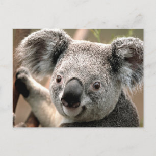 Cartão postal Koala