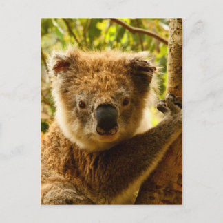 Cartão Postal Koala