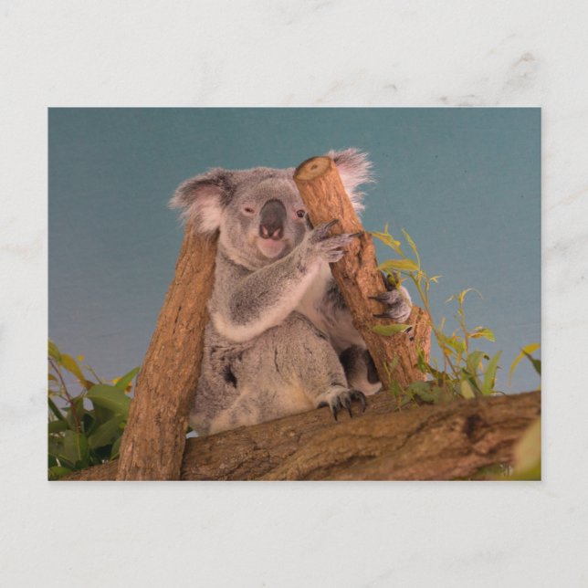 Cartão Postal Koala (Frente)