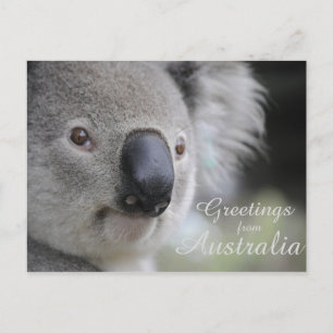 Cartão Postal Koala 2 - Saudações