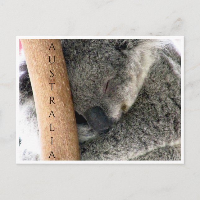 Cartão Postal koala austrália (Frente)
