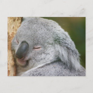 Cartão Postal Koala Bear