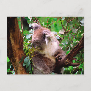 Cartão Postal Koala Bear