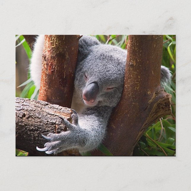 Cartão Postal Koala Bear (Frente)