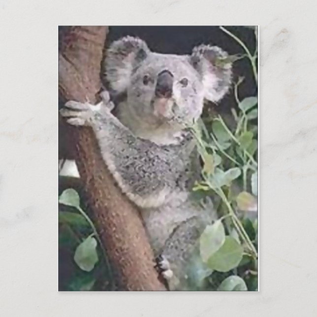 Cartão Postal Koala Bear (Frente)