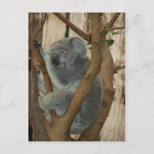 Cartão Postal Koala Bear