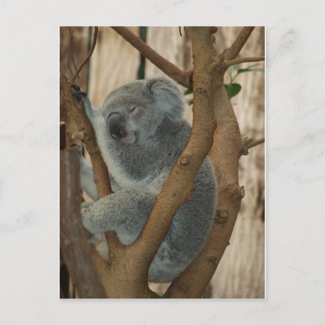 Cartão Postal Koala Bear (Frente)