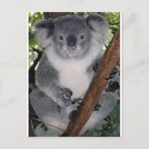 Cartão Postal Koala Bears