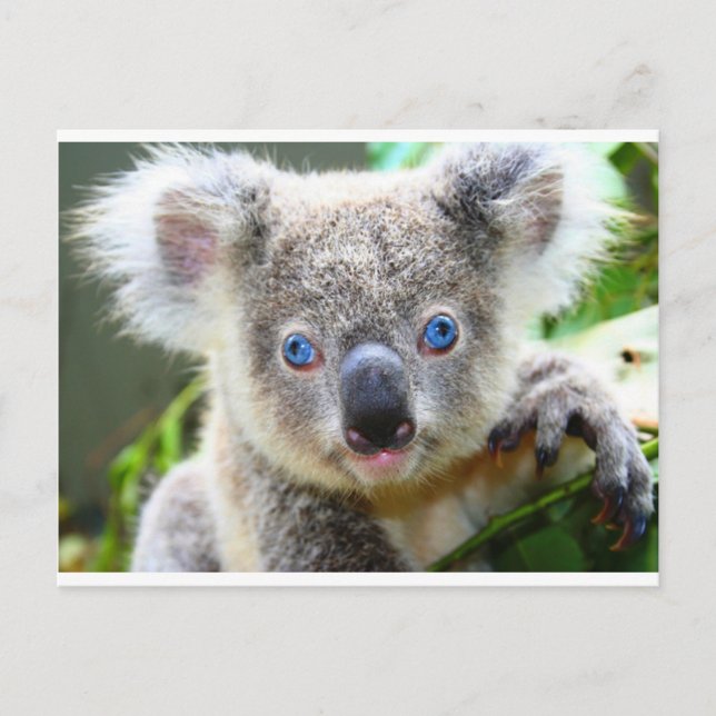 Cartão Postal Koala Bears (Frente)