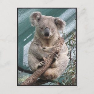 Cartão Postal Koala, Cartão-postal, 2013, 4,25" x 5,6"