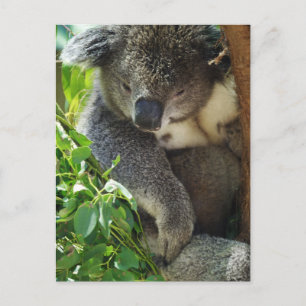 Cartão postal Koala casual