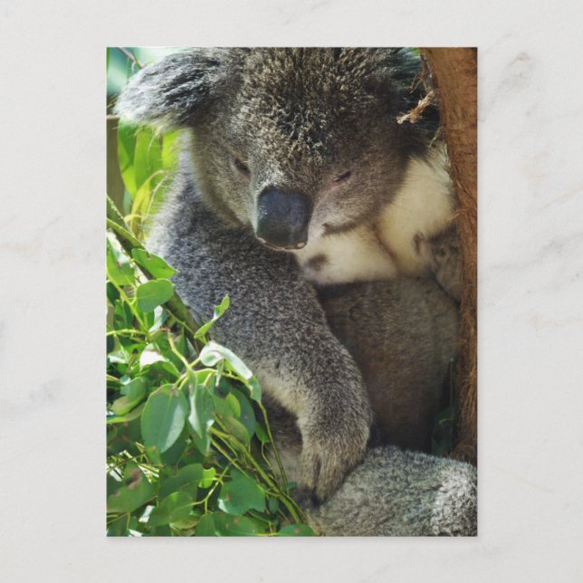 Cartão postal Koala casual (Frente)