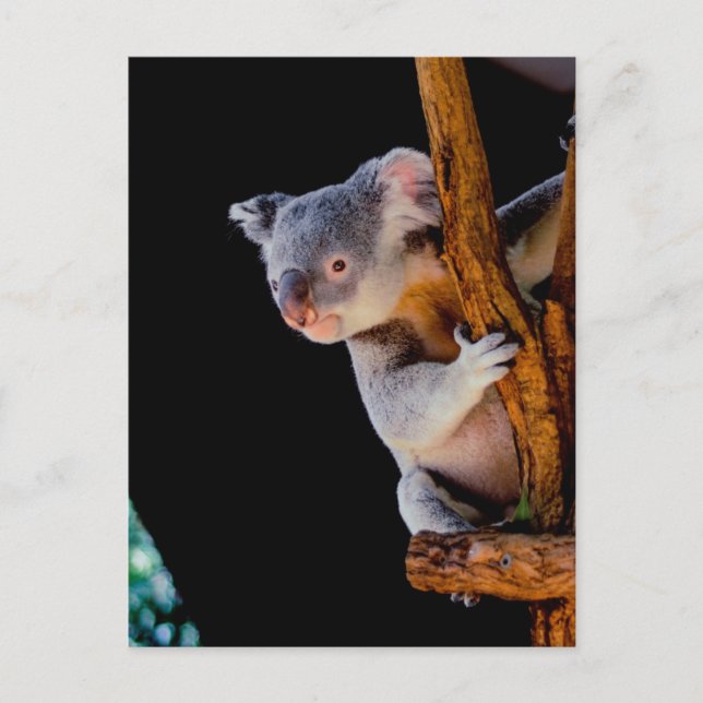 Cartão Postal Koala Cute na Cinza (Frente)