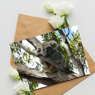 Cartão Postal Koala - Dormindo