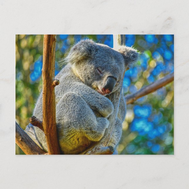 Cartão Postal Koala dormindo pacificamente em uma árvore (Frente)