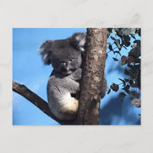 Cartão Postal Koala giro numa árvore com fundo azul