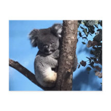 Koala giro numa árvore com fundo azul