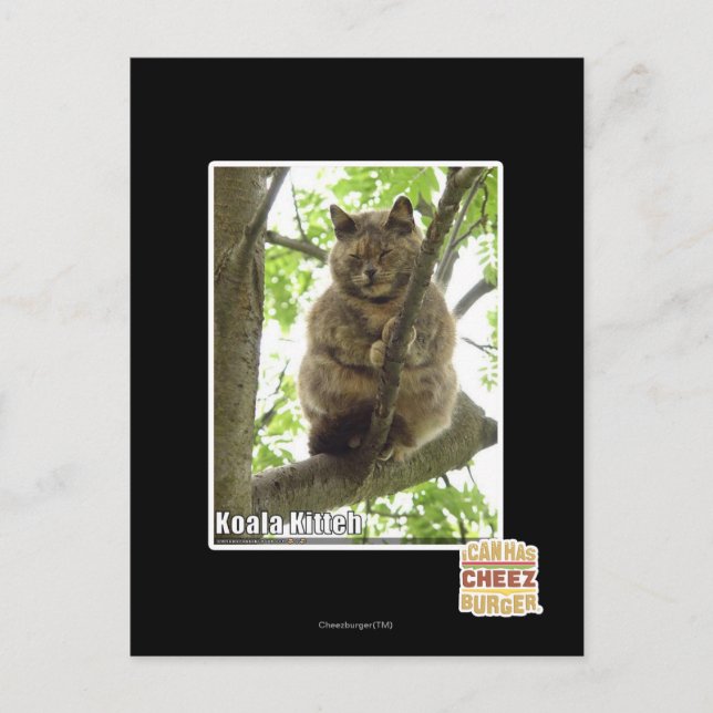 Cartão Postal Koala KITH (Frente)