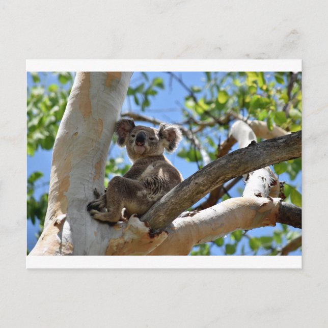 CARTÃO POSTAL KOALA NA ÁRVORE QUEENSLAND AUSTRÁLIA (Frente)