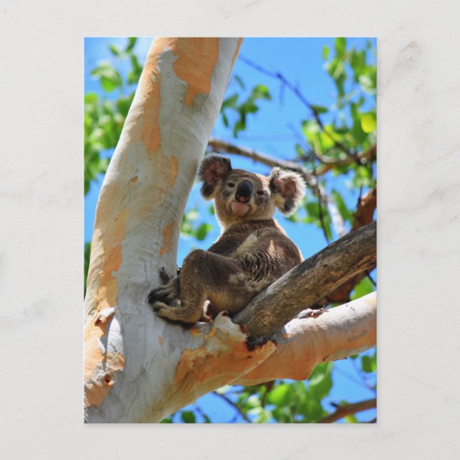 CARTÃO POSTAL KOALA NA ÁRVORE QUEENSLAND AUSTRÁLIA (Frente)