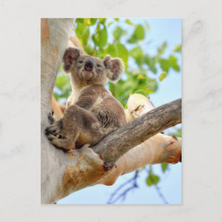 CARTÃO POSTAL KOALA NA ÁRVORE QUEENSLAND AUSTRÁLIA